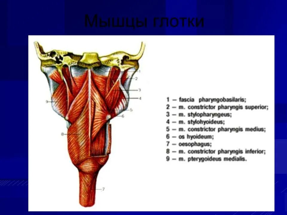Строение стенки глотки анатомия. Глотка анатомия строение стенок. Глотка строение анатомия латинский. Верхняя мышца констриктор глотки. Глотка слои