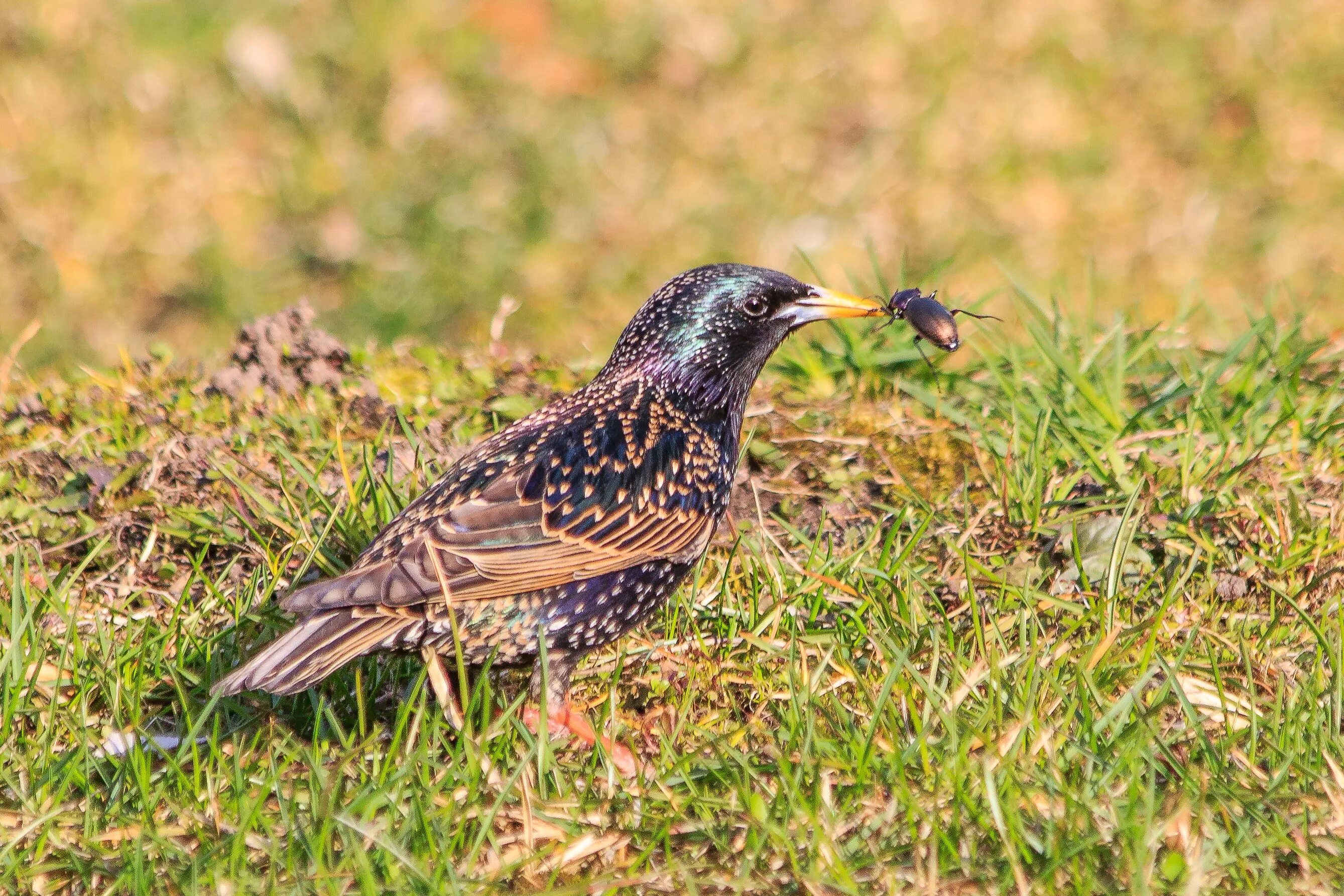 желтогрудый скворец. обыкновенный скворец самка. скворец. слеток обыкновенного скворца. скворец гусеница.