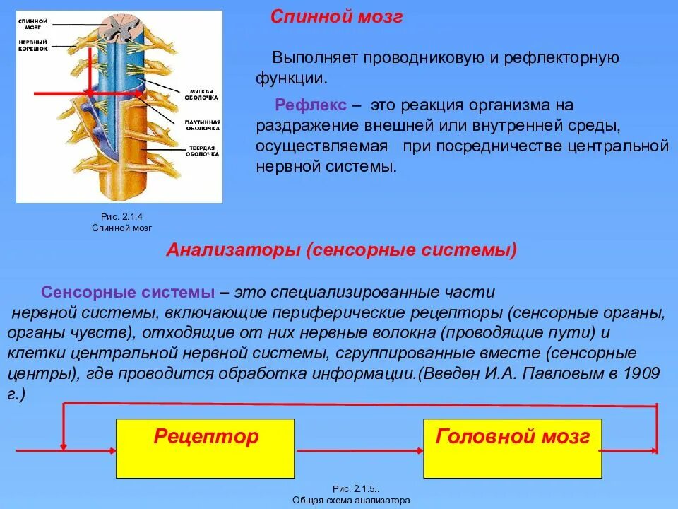 Вещество спинного мозга выполняющие проводниковую функцию. Функции и рефлексы спинного мозга. Спинной мозг выполняет проводящую и рефлекторную функции.. Рефлекторная функция спинного мозга. Рефлекторная и проводниковая функции спинного мозга.