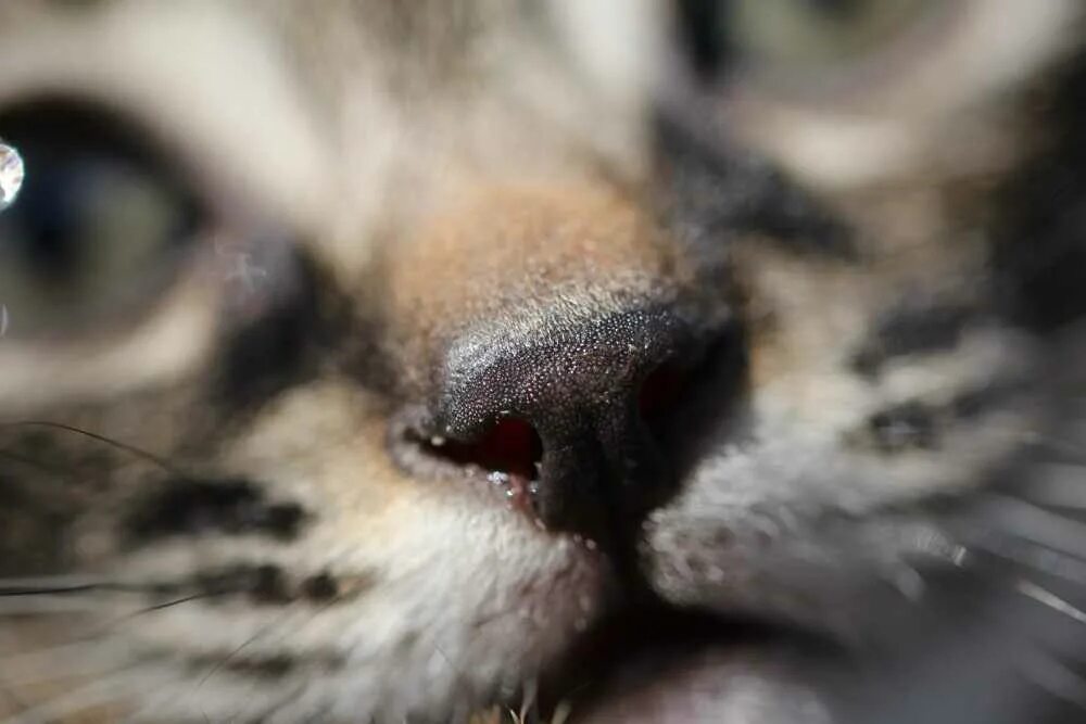 Нос кошки. Черное пятно на носу у кошки. Кошка ест нос
