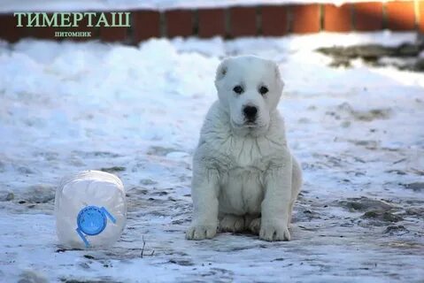 Щенки 2015