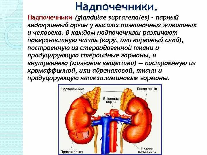 Надпочечники. Органы человека надпочечники. Надпочечники расположение. Роль надпочечников в организме. Надпочечники гормон роста