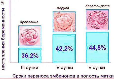 Какие эмбрионы подсаживают