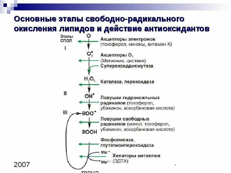 Пол липидов. Схема механизма перекисного окисления липидов. Схема механизма повреждающего действия перекисного окисления. Перекисное окисление липидов схема. Этапы перекисного окисления липидов.