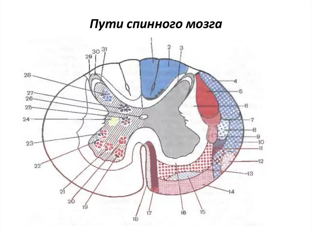 Проходящие пути спинного мозга. Ядра спинного мозга схема. Схема проводящих путей спинного мозга. Поперечный срез спинного мозга пути. Поперечный разрез спинного мозга проводящие пути.