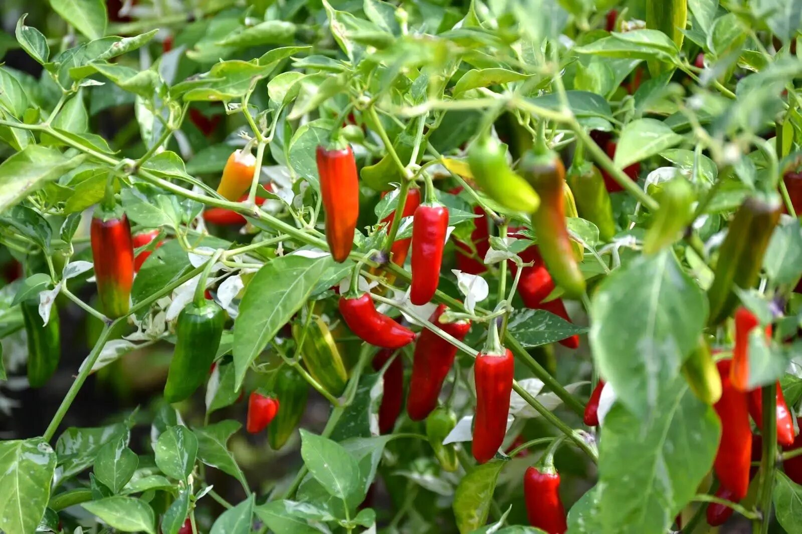 Перец Серрано. Перец Serrano Hybrid. Чили Серрано. Capsicum annuum ‘Serrano Pepper ’.