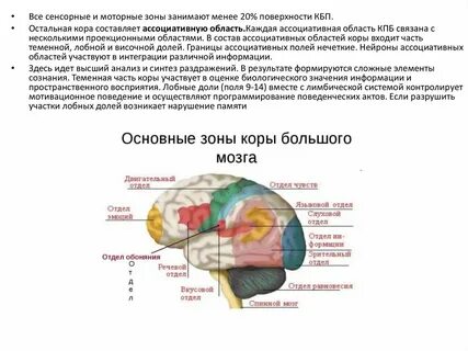 Зрительная область коры больших полушарий расположена