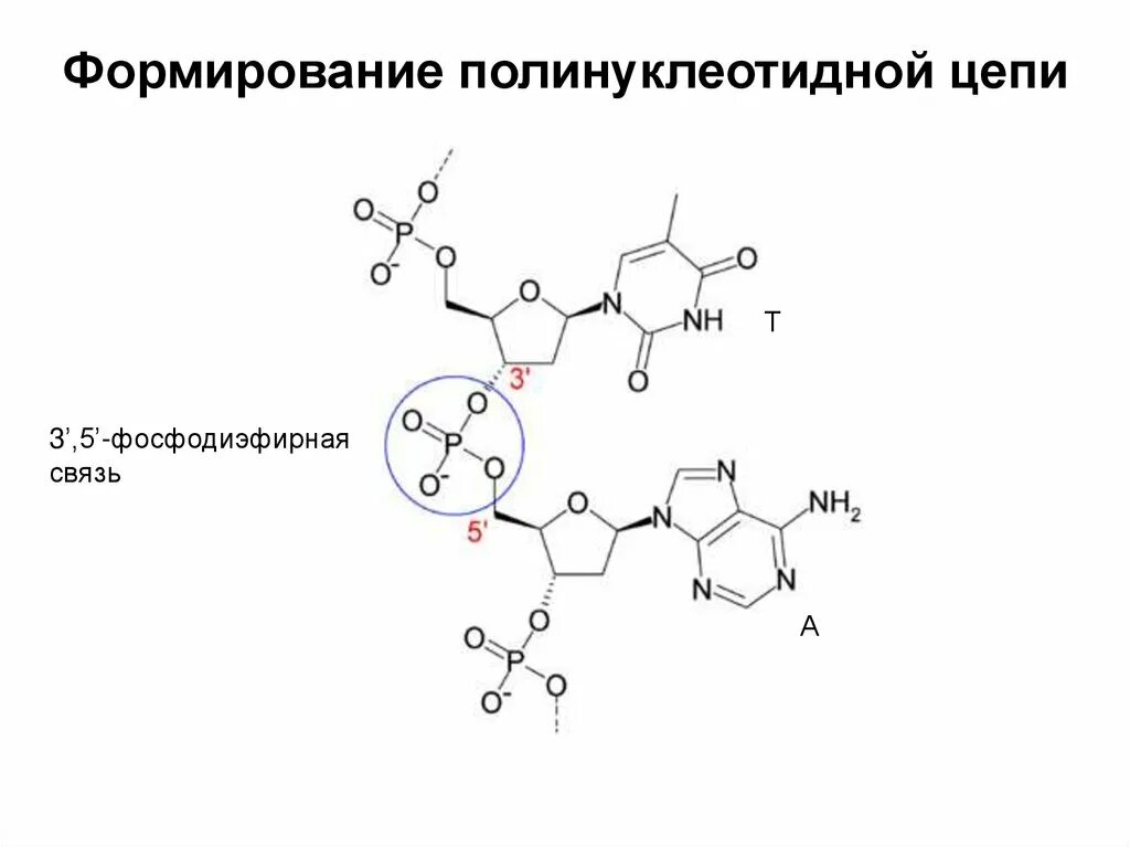 Полинуклеотидная цепь связи. Полинуклеотидная цепь. Строение полинуклеотидной цепи ДНК. Образование полинуклеотидной цепи. Фосфодиэфирная связь в ДНК.