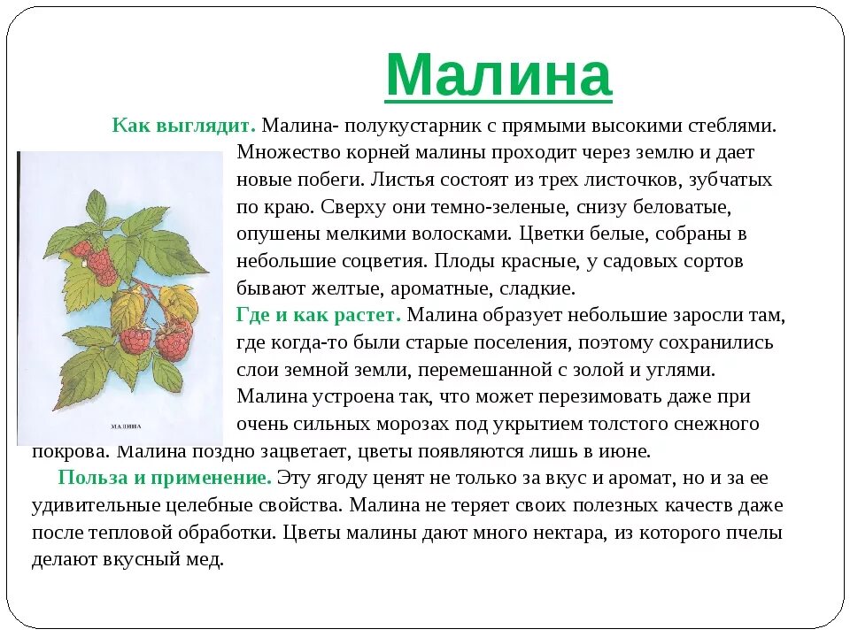 Малина листья лечебные