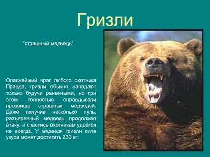 Медведь гризли где обитает на каком