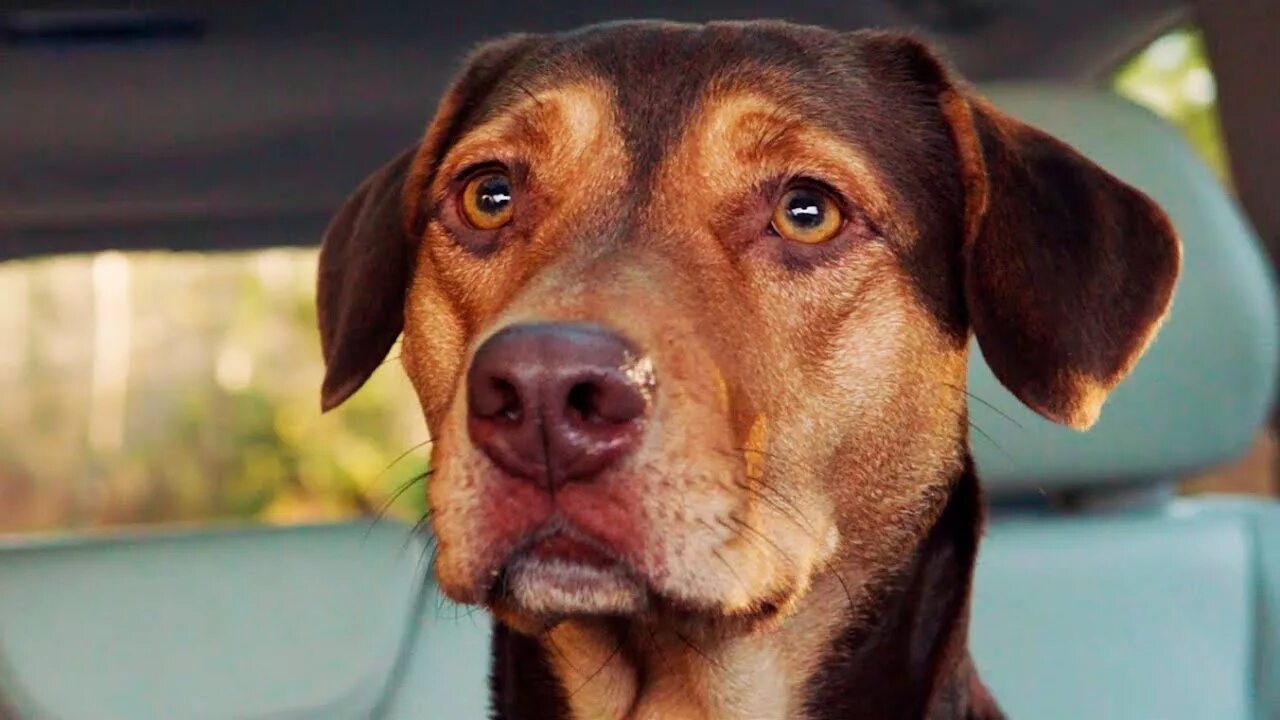 A dogs way home. A dogs way home. A dogs way home. Путь домой постер. A dogs way home.