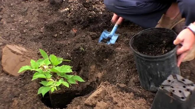 Высадка в сибири. Посадка ежевики весной в открытый грунт саженцами. Ежевика в Сибири посадка. Грунт для посадки ежевики. Посадка ежевики в Сибири весной.