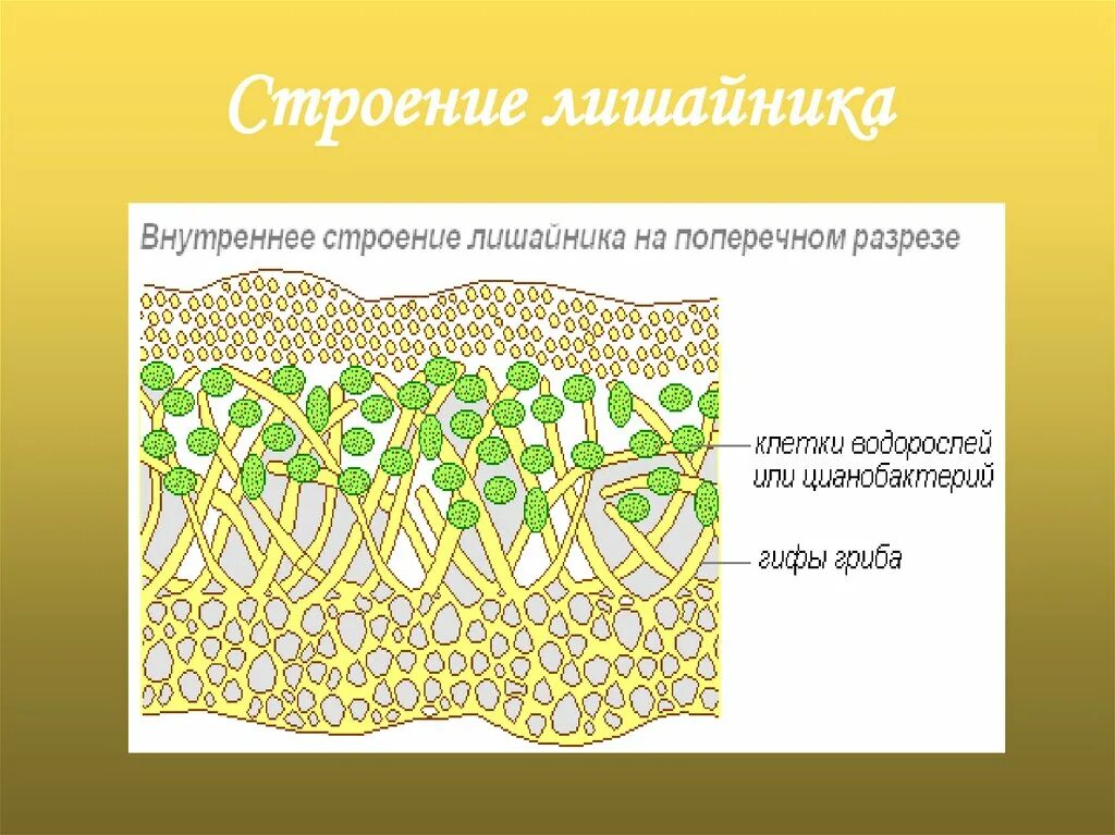 Лишайники состоят из клеток. Строение слоевища лишайника. Схема слоевища лишайника. Внутреннее строение лишайника. Строение слоевища лишайника рисунок.