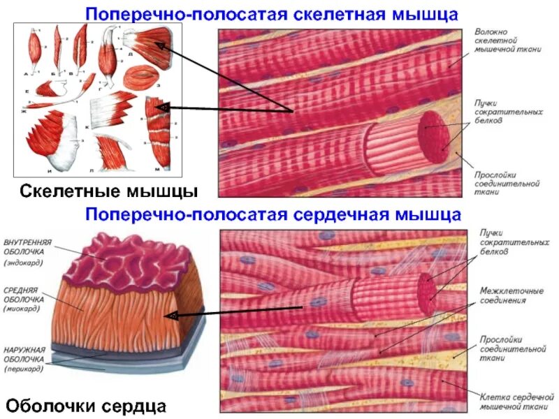 Сердечная мышца представлена тканью. Поперечно полосатая Скелетная ткань. Поперечно-полосатая Скелетная мышечная ткань. Поперечно полосатая Скелетная ткань строение. Строение поперечно полосатой мышечной ткани.