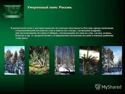 В тайге русской равнины распространены леса