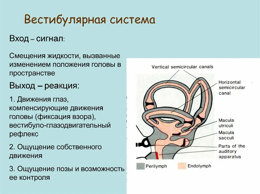 Вестибулярный аппарат и система. Вестибулярная сенсорная система человека. Вестибулярная сенсорная система анатомия. Вестибулярная система строение. Вестибулярная система физиология.