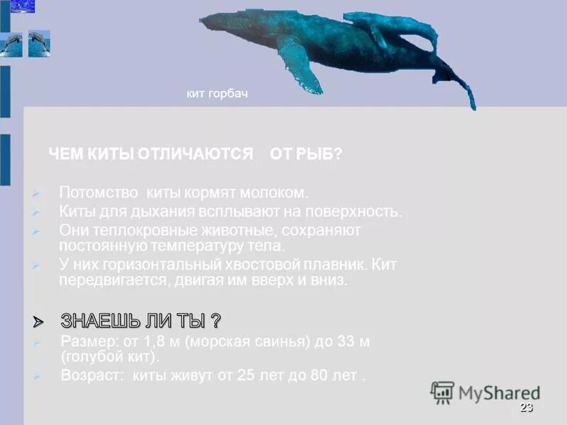 Кит кашалот касатка. Синий кит и кашалот. Акула хищник или млекопитающее. Различия ластоногих и китообразных. Размеры кашалота и кита.