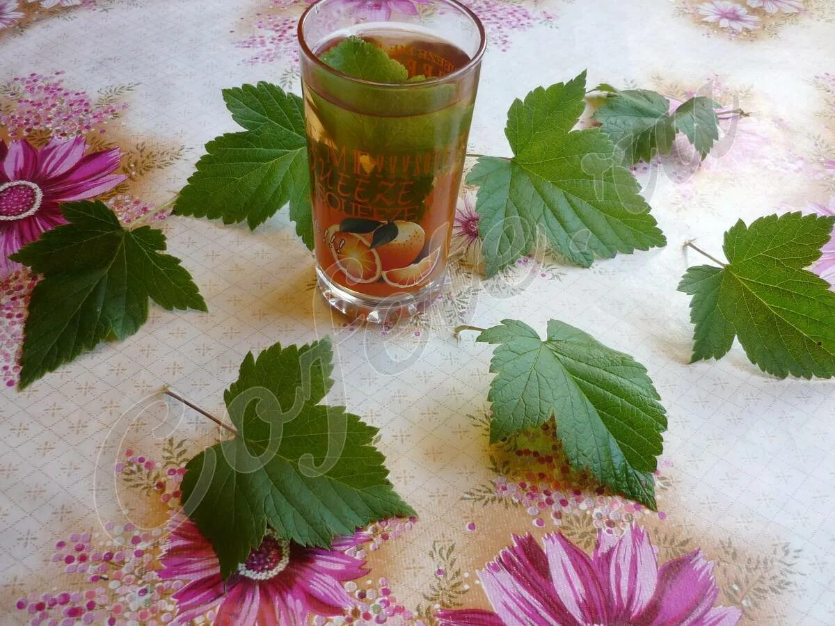 Лист смородины. Отвар листьев малины и смородины. Чай из листьев смородины и малины. Чай из смородиновых листочков.