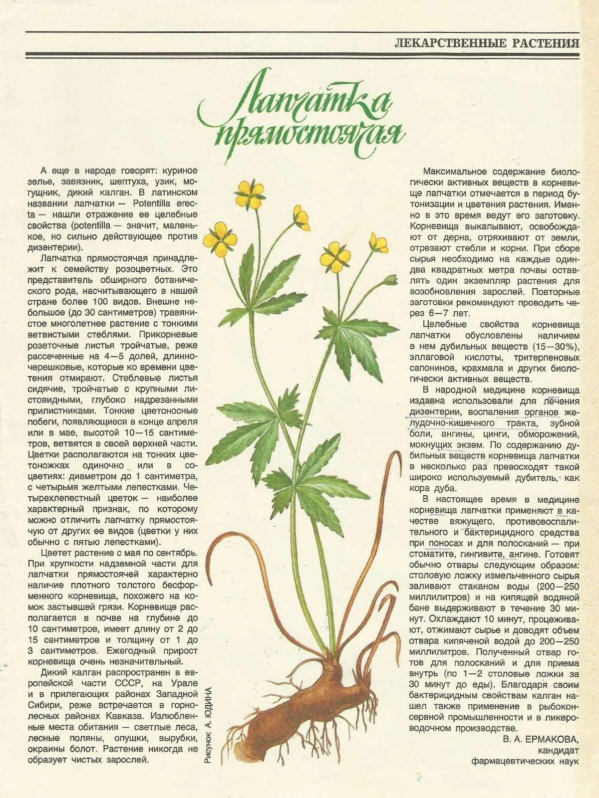 Калган корень свойства и противопоказания. Лапчатка прямостоячая Potentilla erecta. Лапчатка прямостоячая калган. Лапчатка гусиная и прямостоячая. Лапчатка прямостоячая (калган) с корнем.