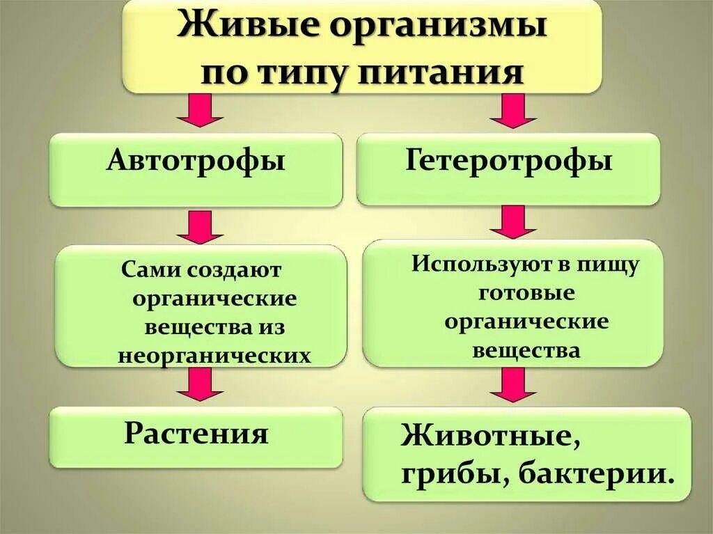 Автотрофный и гетеротрофный Тип питания. Тип питание Автотрофное и гетеротрофное питание. Типы питания автотрофы и гетеротрофы. Автотрофный Тип питания и гетеротрофный Тип питания. Организмы потребляющие готовые органические