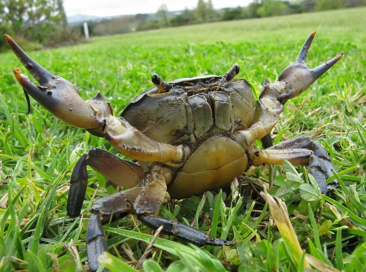 Пресные крабы. Potamon ibericum. Пресноводный краб (Potamon potamios). Речной краб. Пресноводный краб Крымский.