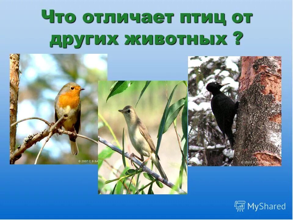 Отличие птиц от других животных. Отличие зверей. Чем отличаются птицы от животных. Отличия птиц. Отличие птиц от животных.