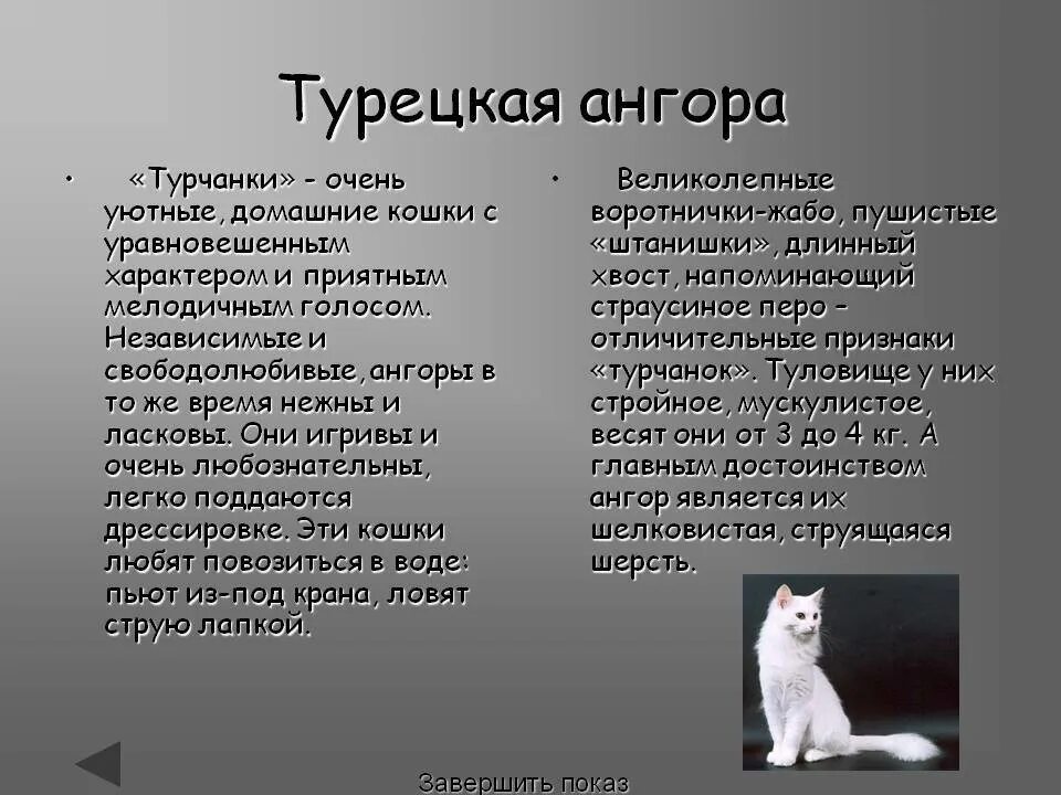 Ангорская кошка характеристики. Характер турецкой ангорской кошки породы. Порода кошек ангорская описание белая. Турецкая ангора кот описание породы.