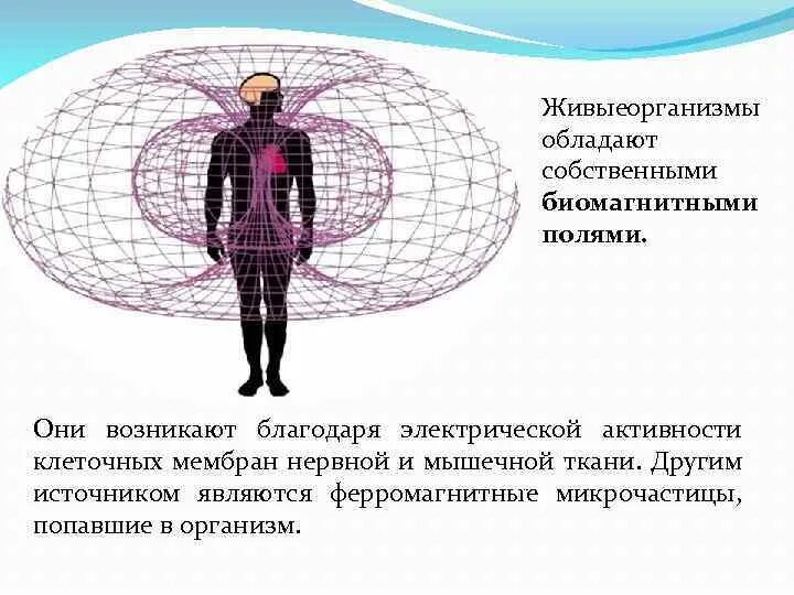 Электромагнитное поле живого организма. Магнитное поле человека. Влияние электромагнитного поля земли. Магнитное птлечеловека. Электромагнитное поле человека.