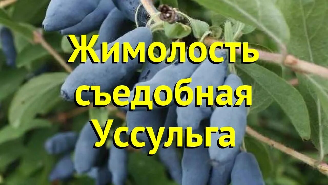 Жимолость югана описание сорта фото отзывы. Жимолость съедобная Уссульга. Жимолость сорт Уссульга. Жимолость съедобная томичка. Жимолость плодовая Уссульга.