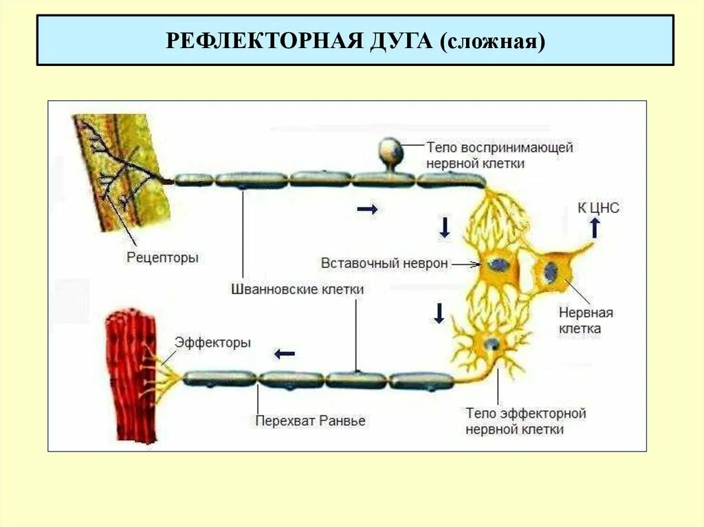 Схема рецепторов нервной системы. Строение нервного рецептора. Строение рецептора нервной системы. Сложная рефлекторная дуга.