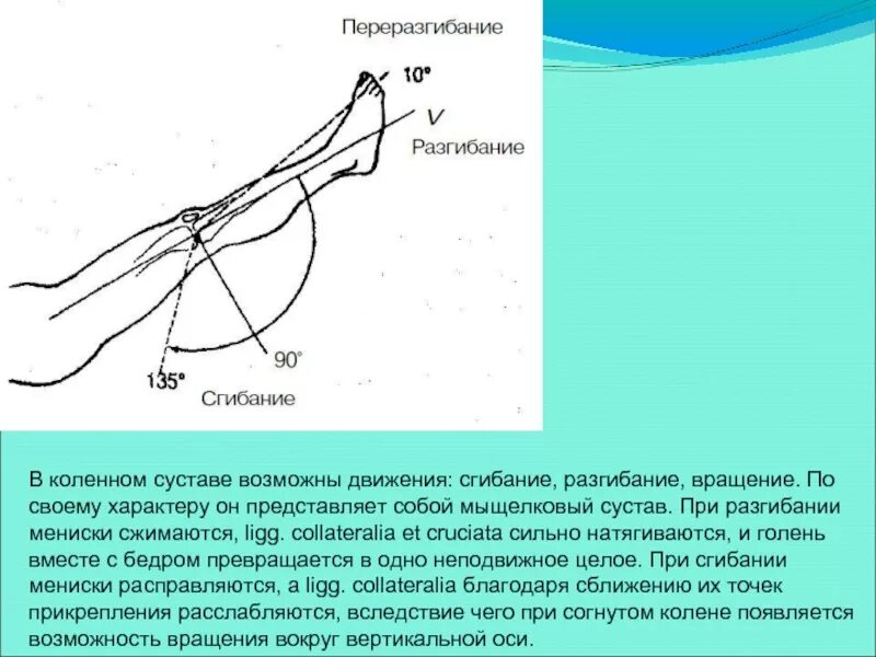 Ограничение движения в коленном суставе. Движения в коленном суставе. Объем движений в коленном суставе. Коленный сустав оси движения. Сгибание и разгибание коленного сустава.