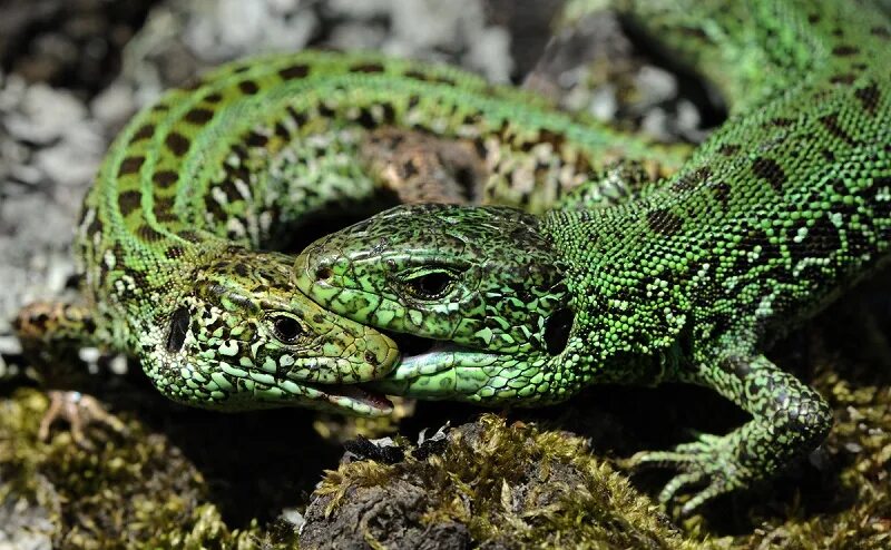 Прыткая ящерица. Ящерица прыткая (лат. Lacerta Agilis). Зелёная Коралевская прыткая ящерица. Прыткая ящерица в России. Прыткая ящерица обитает в