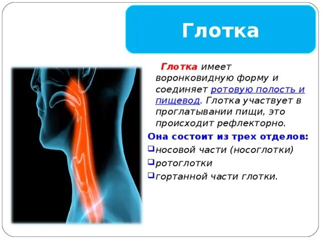 Имеет воронковидную форму участвует в проглатывании пищи. Глотка участвует в рефлен проглптыва.