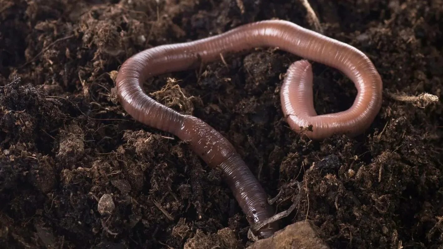 Плодовитость червей. Малощетинковые дождевой червь. Малощетинковые черви (дождевой червь). Кольчатые черви Малощетинковые дождевой червь. Красный червь (Lumbricus rubellus.