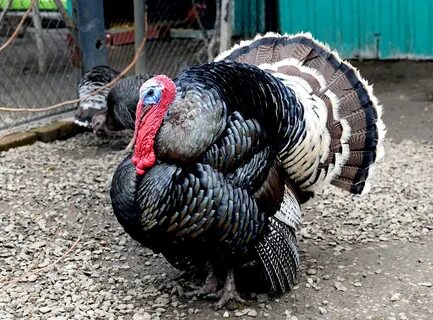 Ескі сығандар порносы