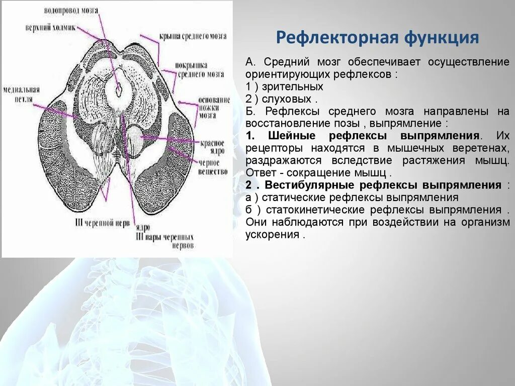 Зрительный и слуховой ориентировочный рефлекс. Средний мозг функции проводниковая и рефлекторная. Средний мозг проводниковая функция. Средний мозг рефлекторная функция. Покрышка среднего мозга.