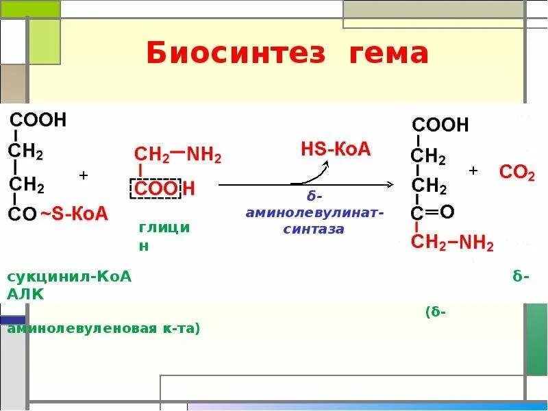 Биосинтез крови. Биосинтез гема. Биосинтез гема реакции. КОА биохимия. Метилмалонил КОА В сукцинил КОА.