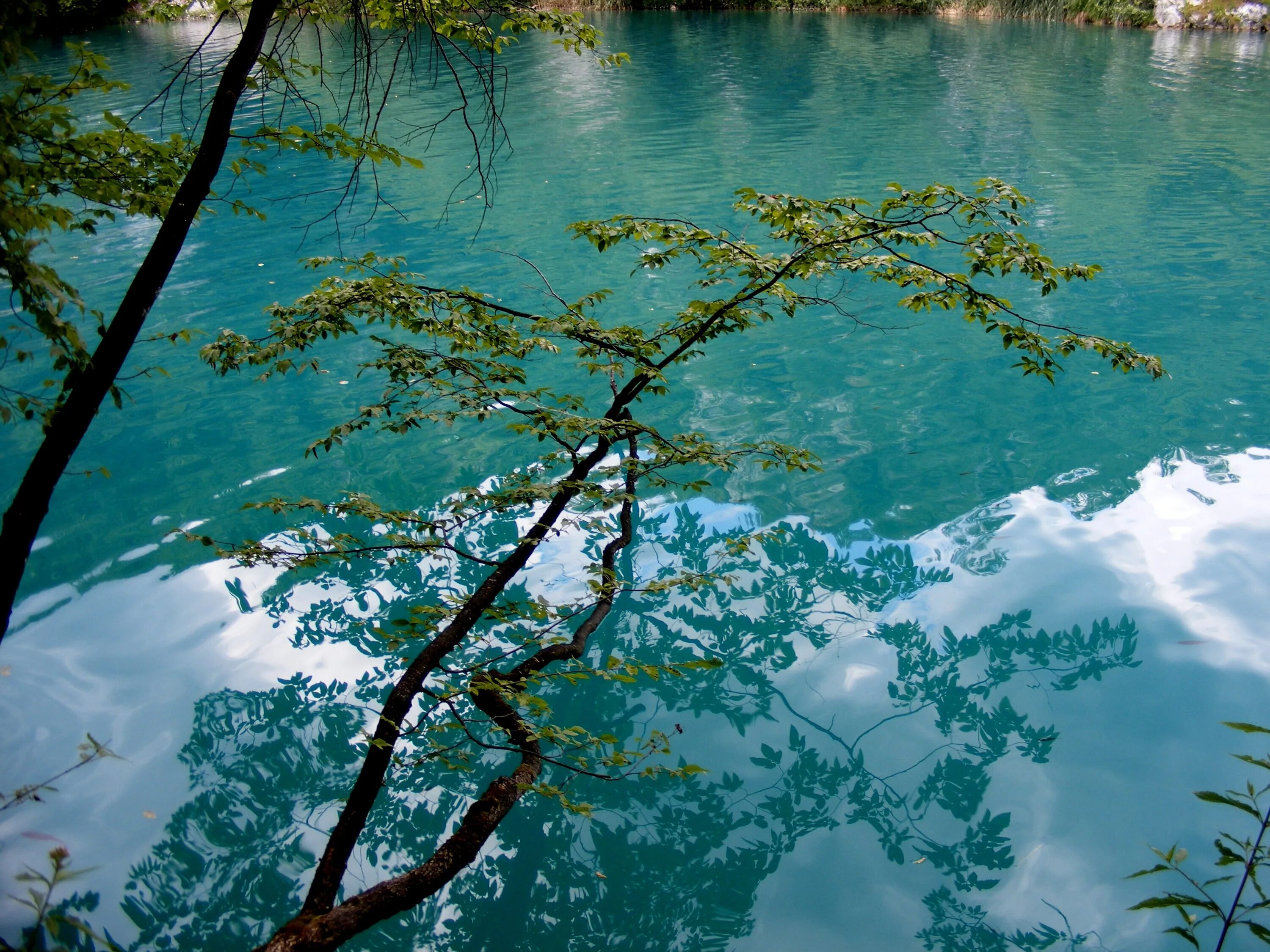 Дерево у воды. Дерево над водой. Отражение деревьев в воде. Голубое озеро цветы.