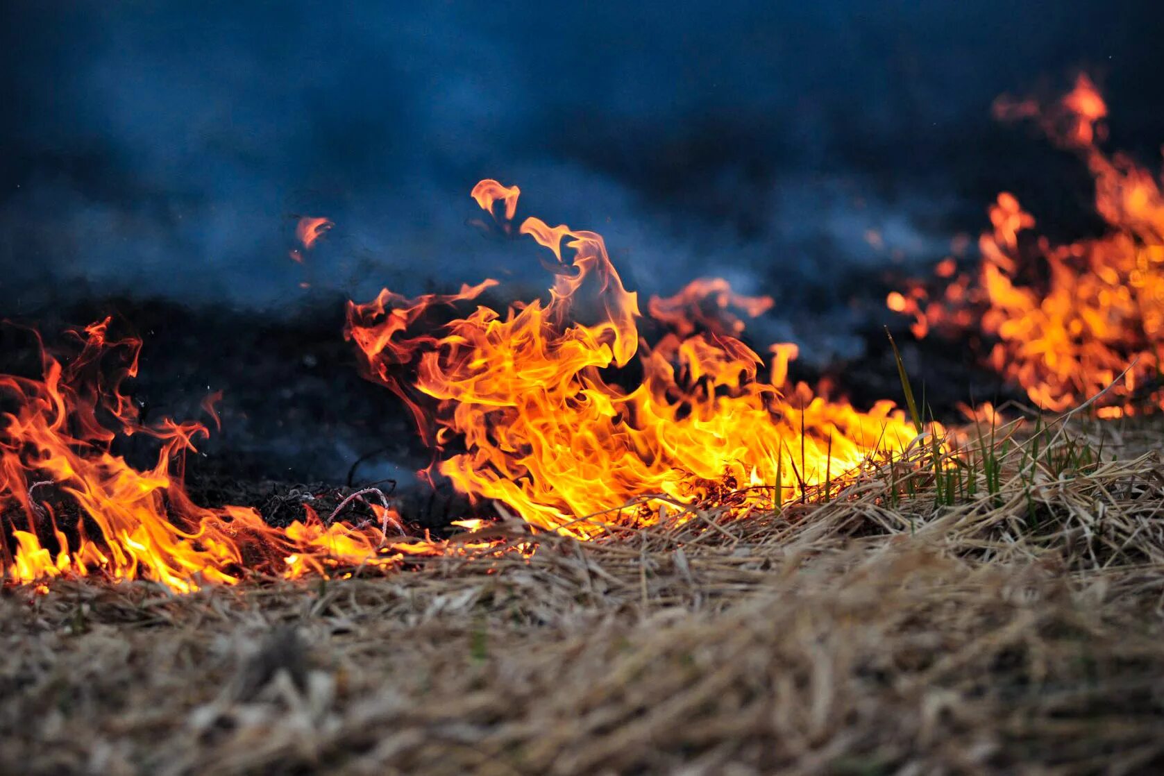 Пал огня. Горение травы. Горящая трава. Огонь трава. Земля в огне.