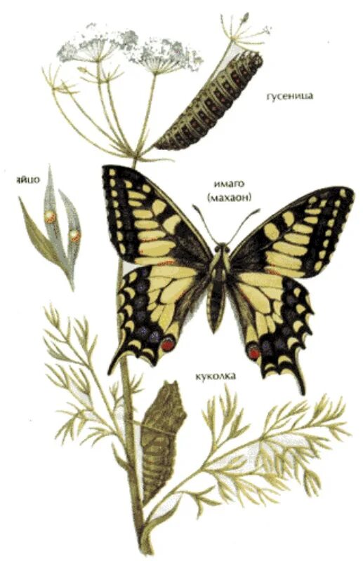Цикл развития бабочки Махаон. Жизненный цикл бабочки Махаон. Махаон гусеница окукливание. Бабочка Махаон размножение.