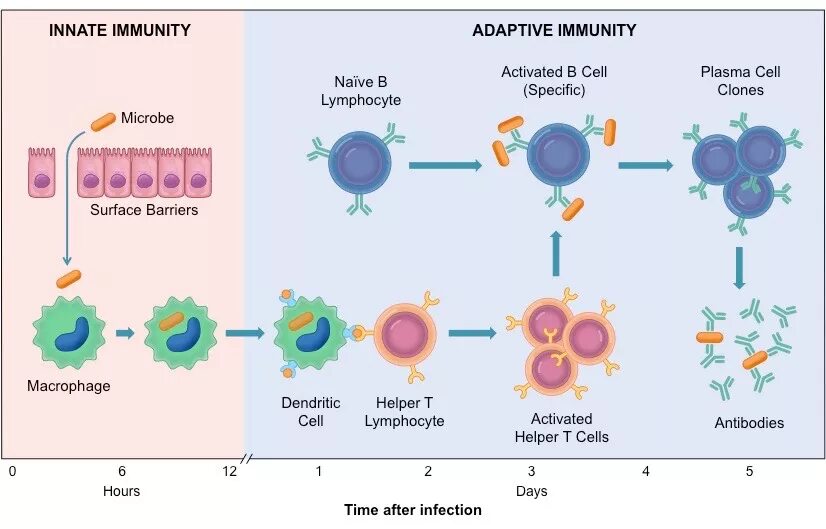 Механизм врожденного иммунитета схема. Адаптивный иммунитет схема. Схема иммунитет врожденный и адаптивный. Клетки активаторы врожденного иммунитета. Макрофаги антитела