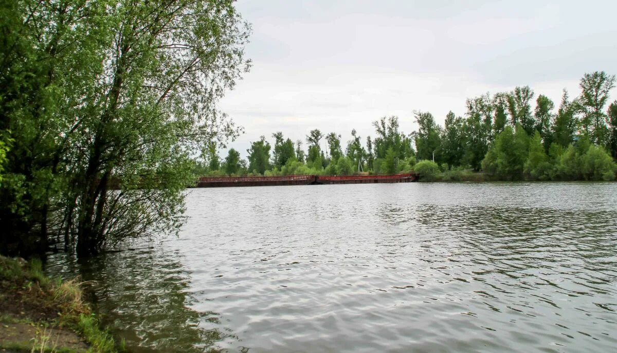 Уровень воды в реках алтая. Бобровский Затон Барнаул. Уровень воды в Оби в Барнауле. Затон вода. Ульяновский пруд Алтайский край.