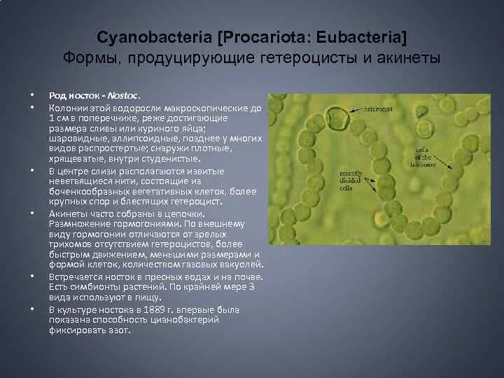 Носток цианобактерия. Акинеты цианобактерий. Синезелёные водоросли цианобактерии. Акинеты ностока. Группы организмов цианобактерии