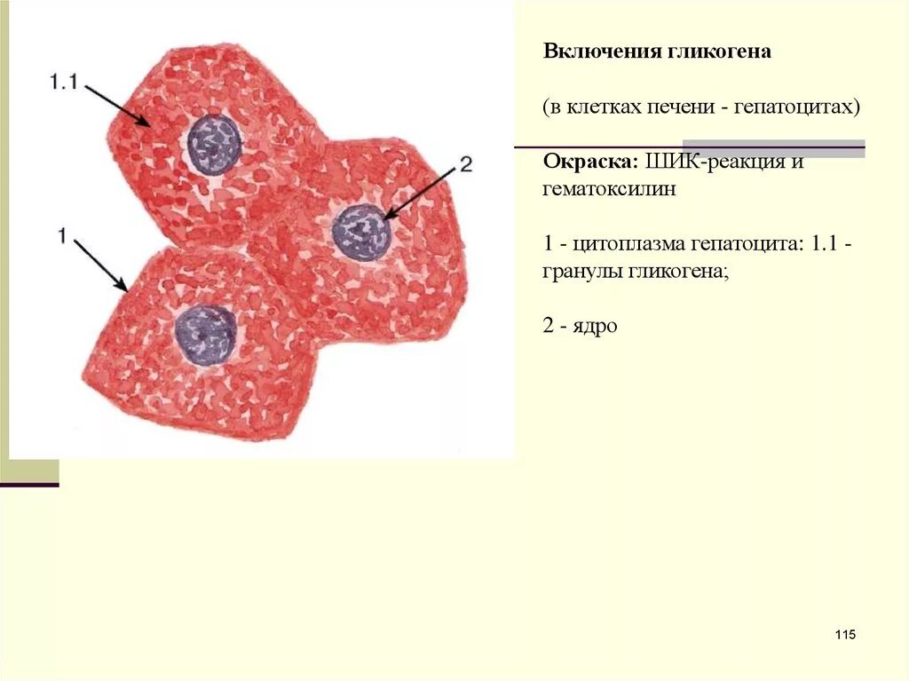 Какие клетки в печени. Включения гликогена в клетках печени рисунок. Включения гликогена в клетках печени. Включения гликогена препарат гистология. Включения гликогена в клетках печени аксолотля препарат.