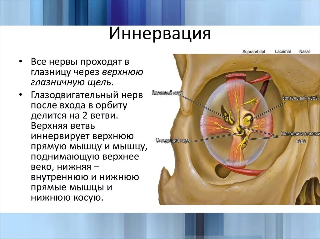 Левой глазницы. Зона иннервации глазодвигательного нерва. Зрительный нерв нерв иннервирует. Зрительный нерв анатомия иннервация. Зона иннервации зрительного нерва.