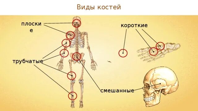 На уроке биологии костя. Анатомия опорно двигательная система скелет. Типы костей опорно двигательной системы. Строение коротких костей. Кость состав строение рост.