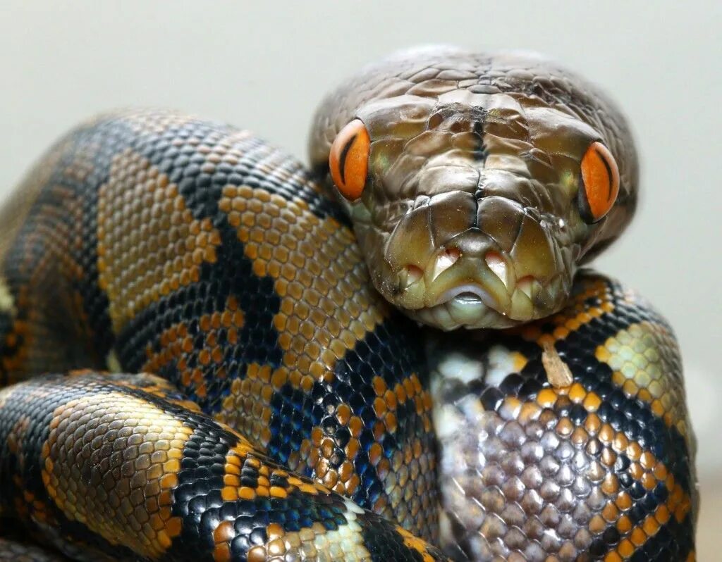 Snakes are longer. Питон ретикулятус. Retic змея. Питон рептилия или амфибия. Змейка на Python.