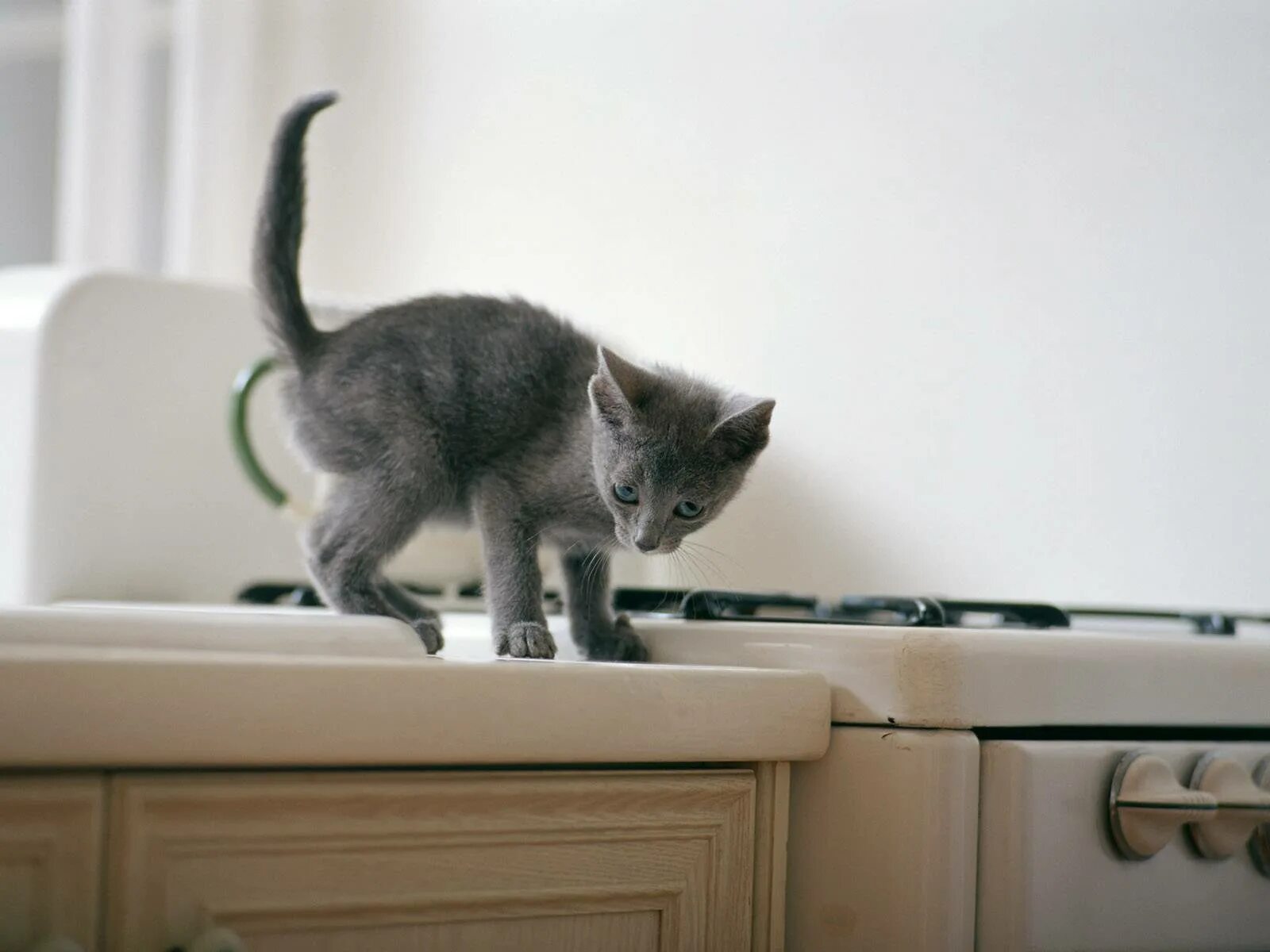 Котенок на столе. Котенок на кухне. Котенок в квартире. Кошка на кухне. Стол кошечка