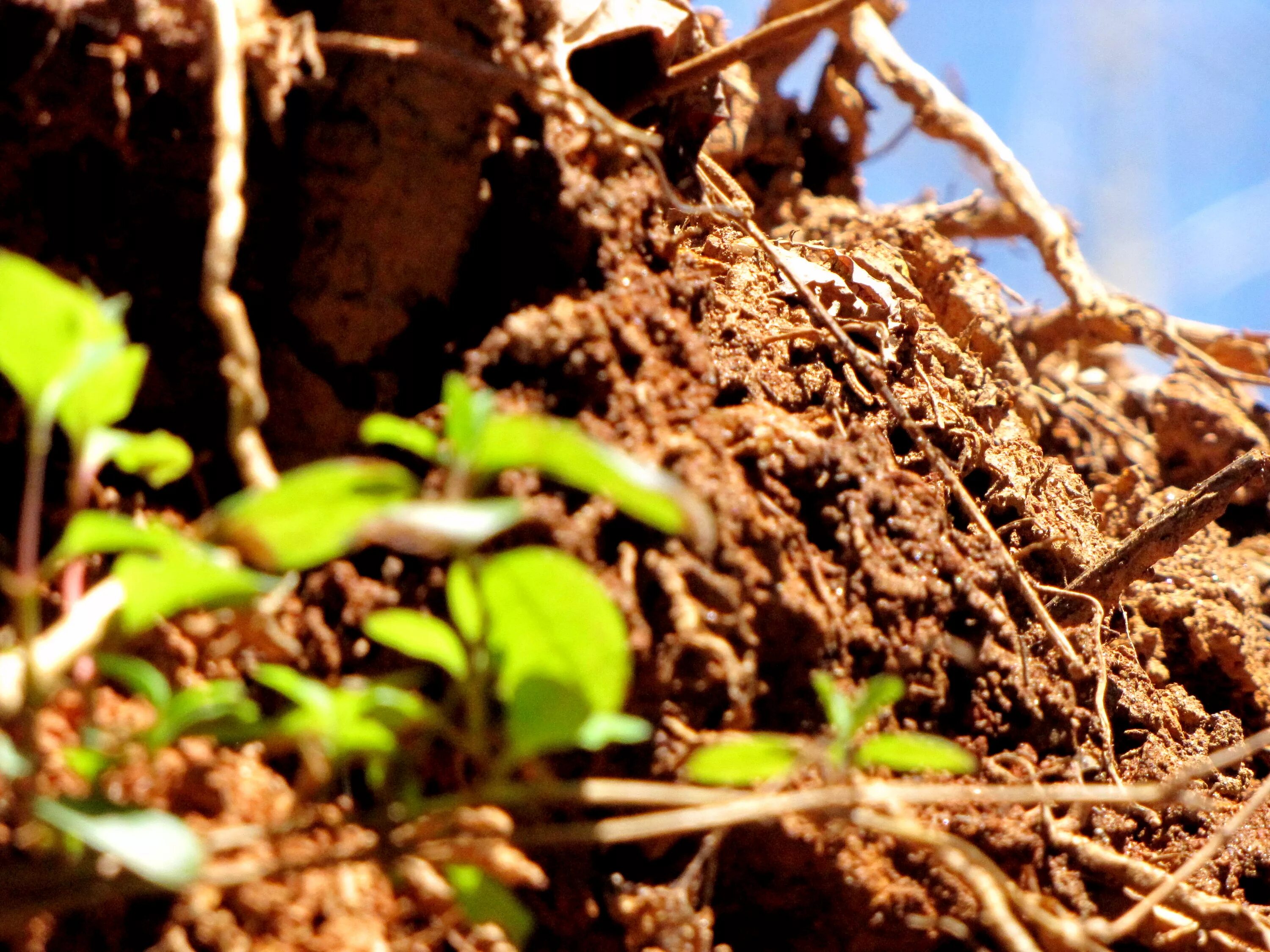 Плодородие почвы. Пестрота плодородия почвы. Корни в плодородной почве. Гусеница повышает плодородия почвы.