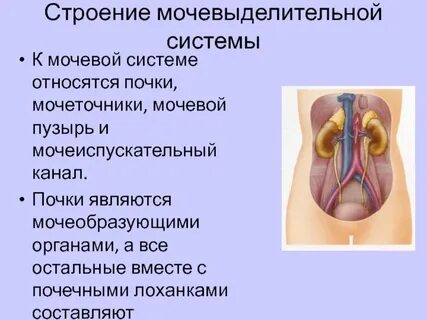 Тазовая почка мочеточник клоака мочевой пузырь